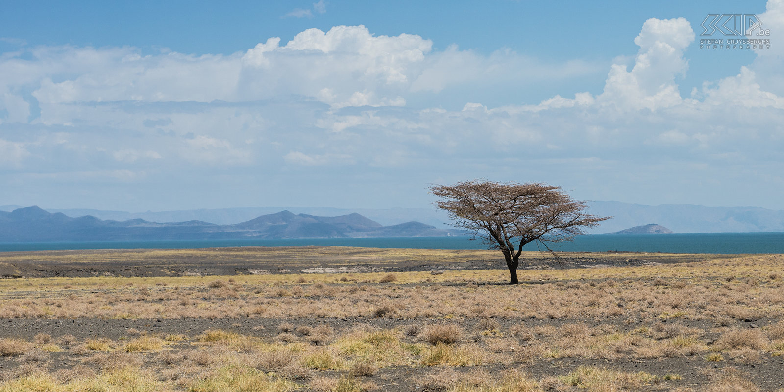 Lake Turkana Lonely acacia tree on the hot plains near Lake Turkana. Stefan Cruysberghs